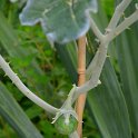 Solanum marginatum (2)